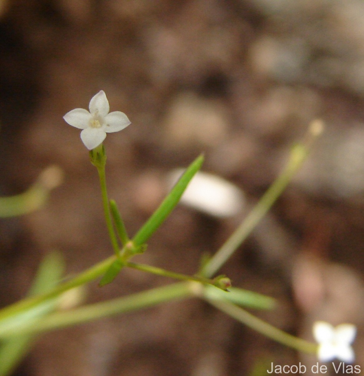 Oldenlandia herbacea (L.) Roxb.